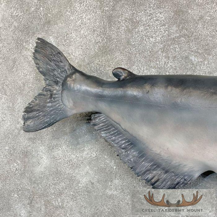 Blue Catfish Taxidermy Fish Mount For Sale - Image 7