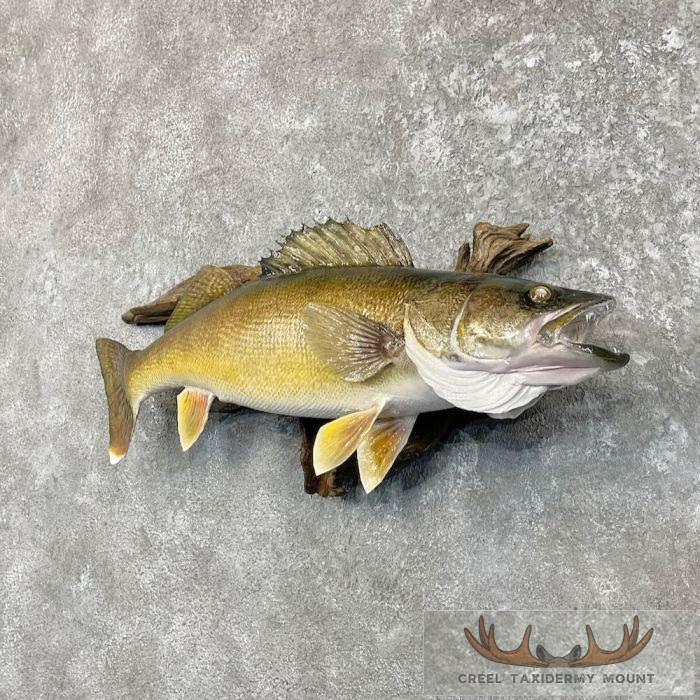 Walleye Taxidermy Fish Mount For Sale - Image 2