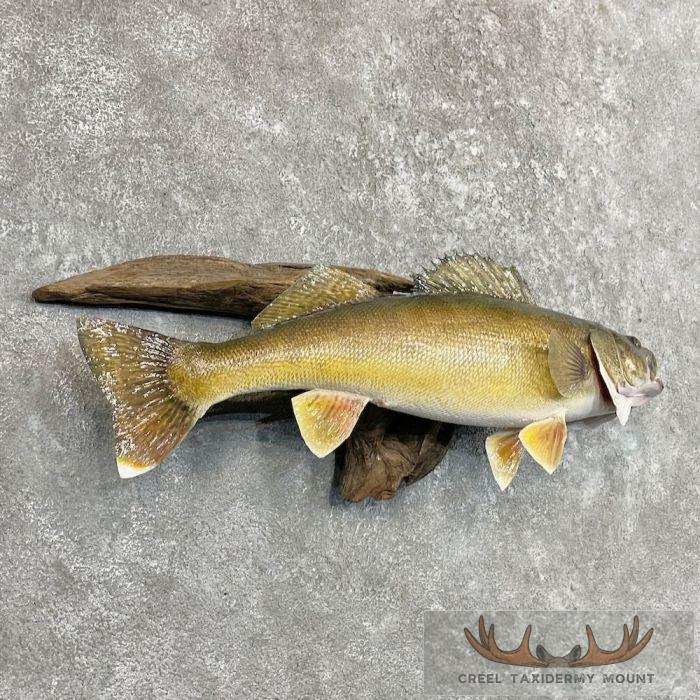 Walleye Taxidermy Fish Mount For Sale - Image 3