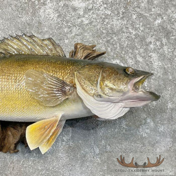 Walleye Taxidermy Fish Mount For Sale - Image 4