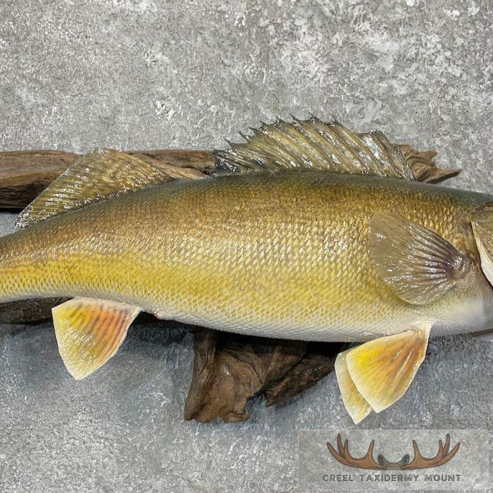 Walleye Taxidermy Fish Mount For Sale - Image 5