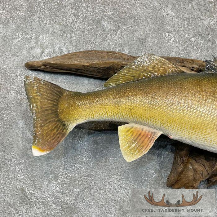 Walleye Taxidermy Fish Mount For Sale - Image 6