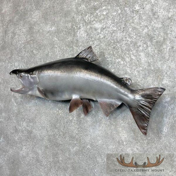 Coho Salmon Taxidermy Fish Mount For Sale - Creel Taxidermy