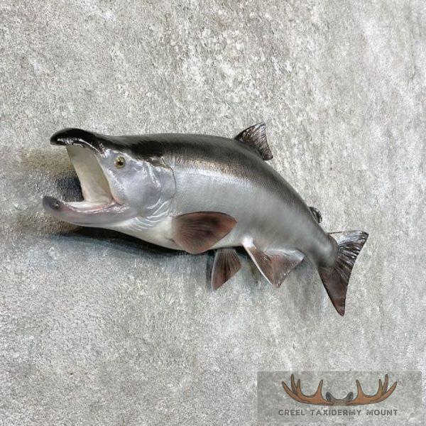 Coho Salmon Taxidermy Fish Mount For Sale - Creel Taxidermy