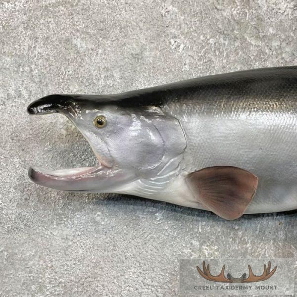 Coho Salmon Taxidermy Fish Mount For Sale - Creel Taxidermy