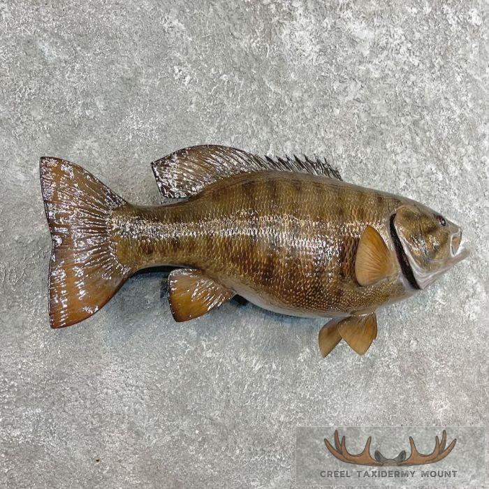 Smallmouth Bass Taxidermy Fish Mount For Sale - Image 3