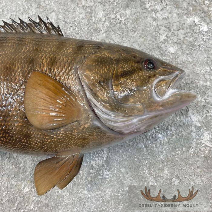 Smallmouth Bass Taxidermy Fish Mount For Sale - Image 4