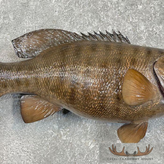 Smallmouth Bass Taxidermy Fish Mount For Sale - Image 5