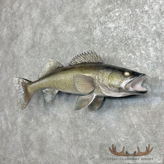 Walleye Taxidermy Fish Mount For Sale - Image 2