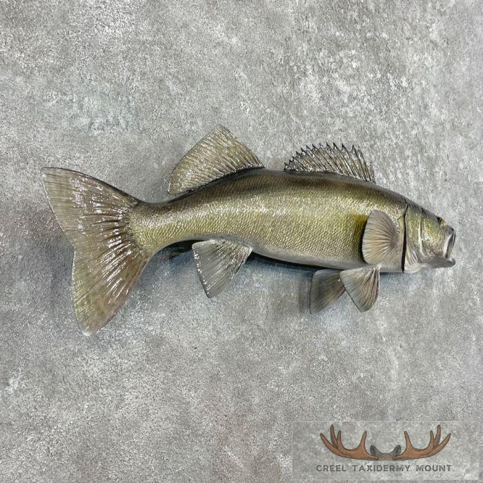 Walleye Taxidermy Fish Mount For Sale - Image 3