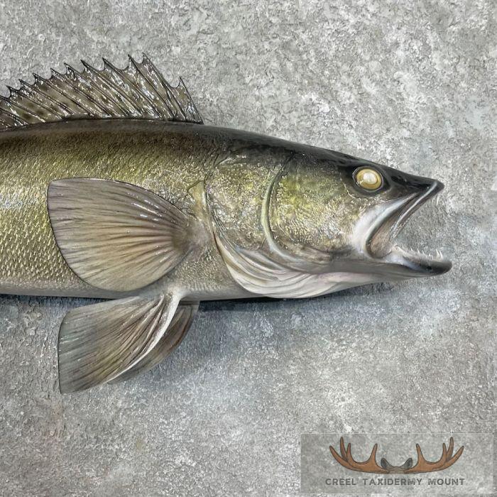 Walleye Taxidermy Fish Mount For Sale - Image 4