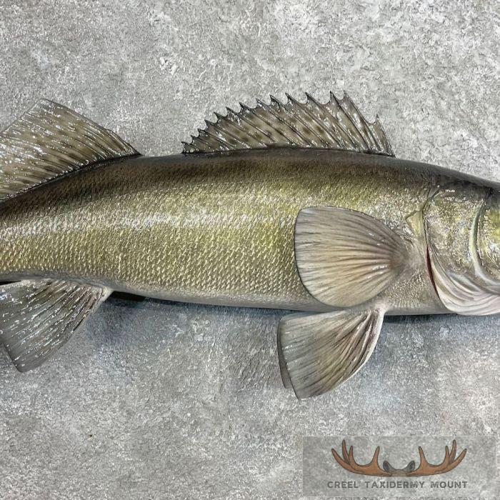 Walleye Taxidermy Fish Mount For Sale - Image 5
