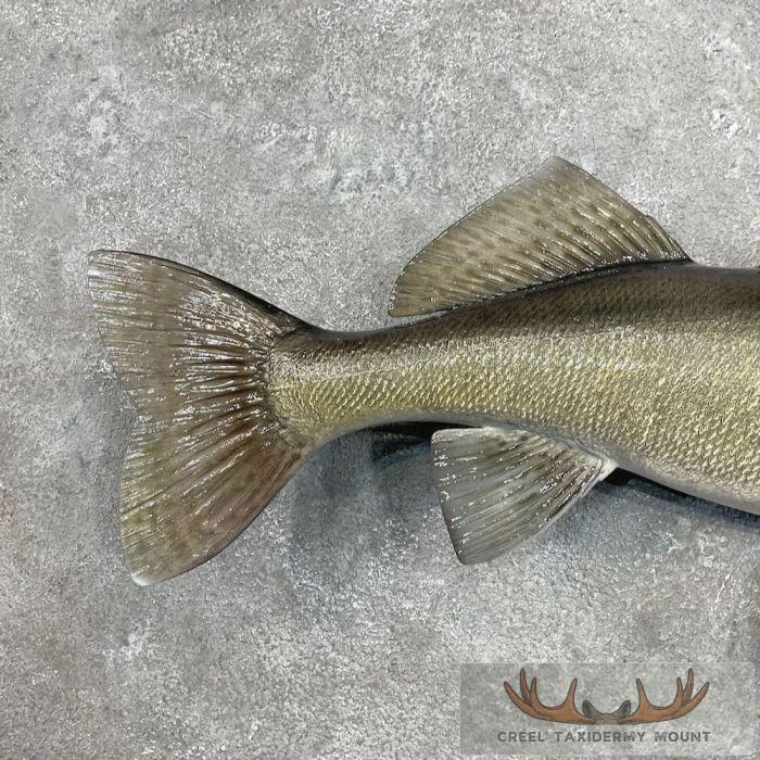 Walleye Taxidermy Fish Mount For Sale - Image 6