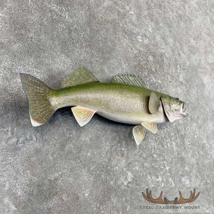 Walleye Taxidermy Fish Mount For Sale - Image 3