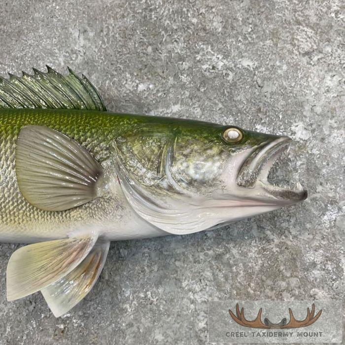 Walleye Taxidermy Fish Mount For Sale - Image 4