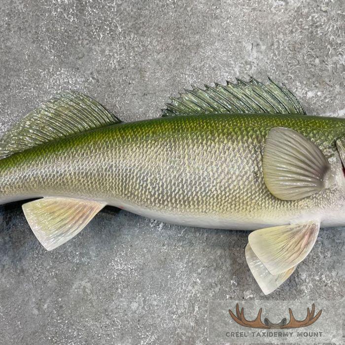 Walleye Taxidermy Fish Mount For Sale - Image 5