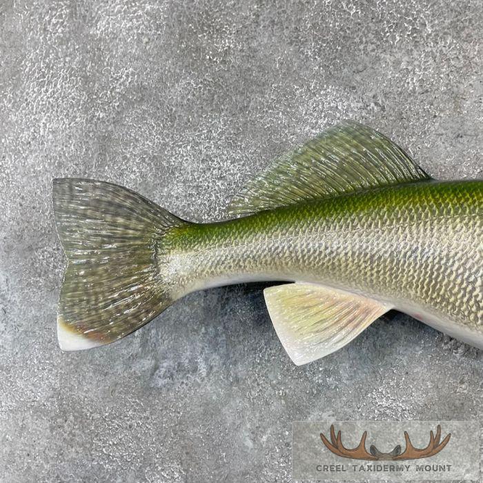 Walleye Taxidermy Fish Mount For Sale - Image 6