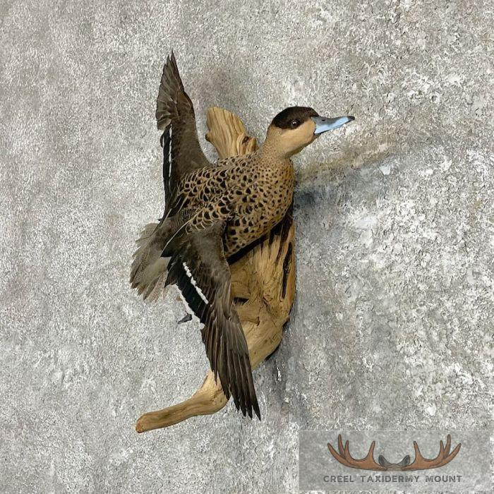 Blue Billed Teal Duck Taxidermy Mount For Sale - Image 2
