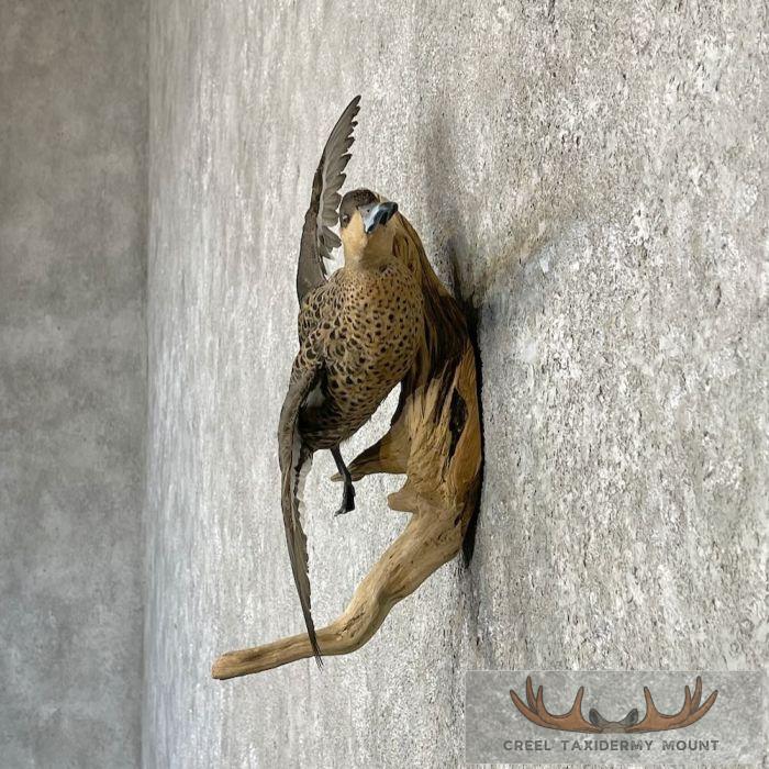 Blue Billed Teal Duck Taxidermy Mount For Sale - Image 3