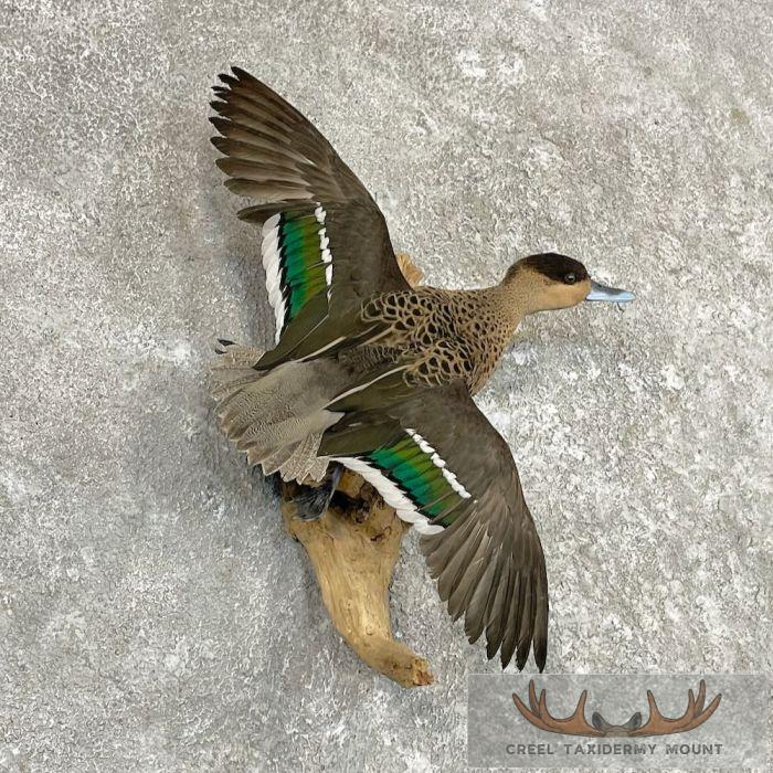 Blue Billed Teal Duck Taxidermy Mount For Sale - Image 4