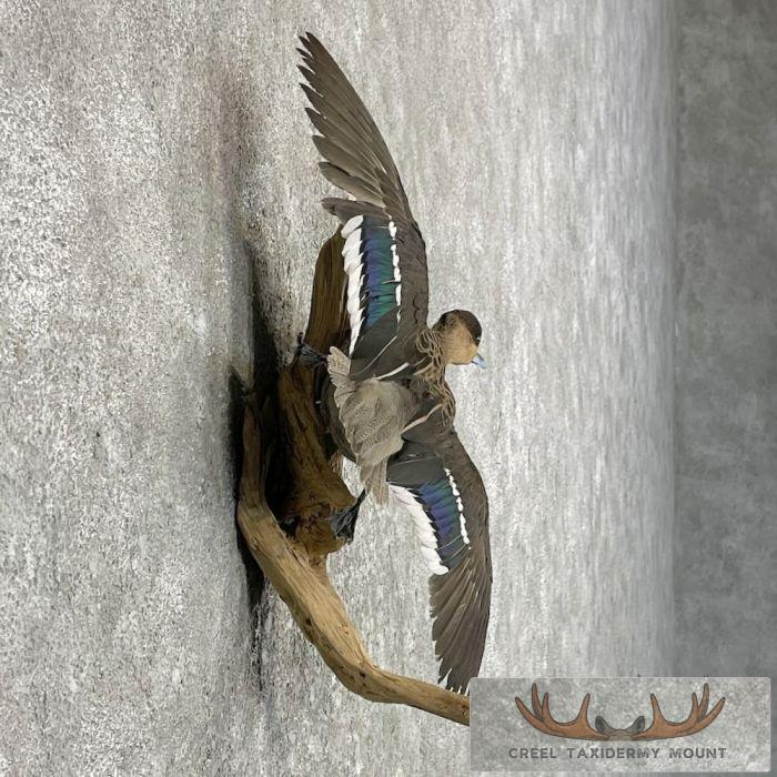 Blue Billed Teal Duck Taxidermy Mount For Sale - Image 5
