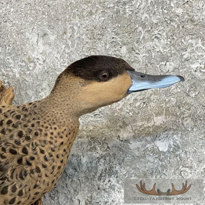 Blue Billed Teal Duck Taxidermy Mount For Sale - Image 6