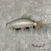22" Splake Taxidermy Fish Mount For Sale - Image 2