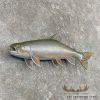 22" Splake Taxidermy Fish Mount For Sale - Image 3