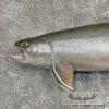 22" Splake Taxidermy Fish Mount For Sale - Image 4