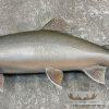 22" Splake Taxidermy Fish Mount For Sale - Image 5