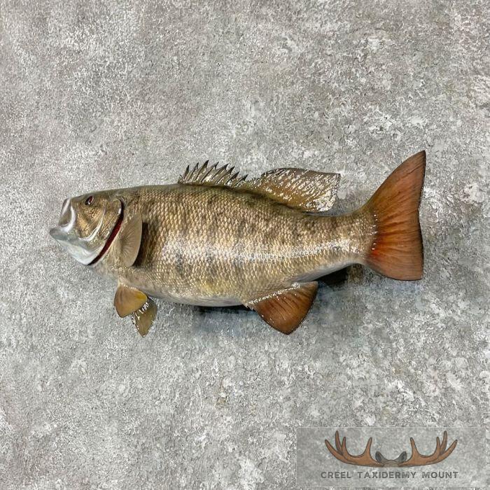 Smallmouth Bass Taxidermy Fish Mount For Sale - Image 2