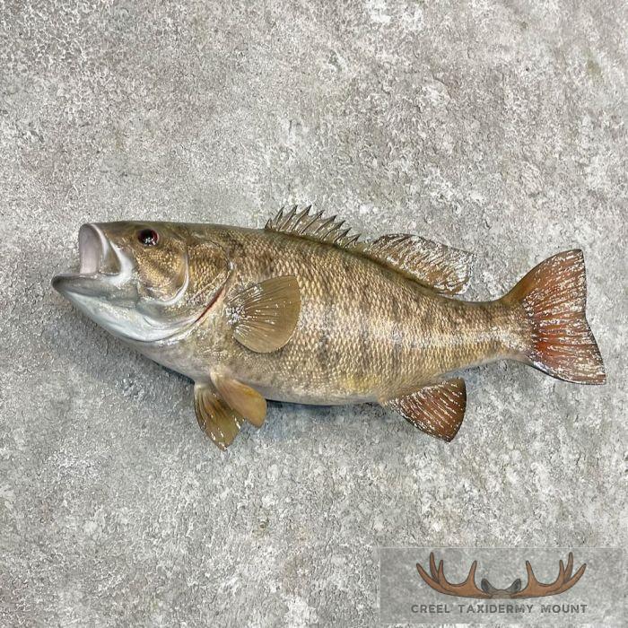 Smallmouth Bass Taxidermy Fish Mount For Sale - Image 3