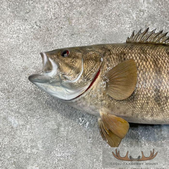 Smallmouth Bass Taxidermy Fish Mount For Sale - Image 4
