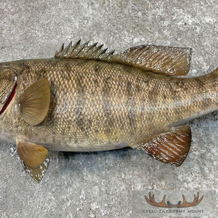 Smallmouth Bass Taxidermy Fish Mount For Sale - Image 5