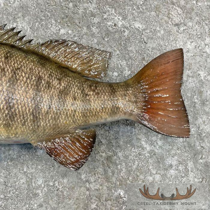 Smallmouth Bass Taxidermy Fish Mount For Sale - Image 6