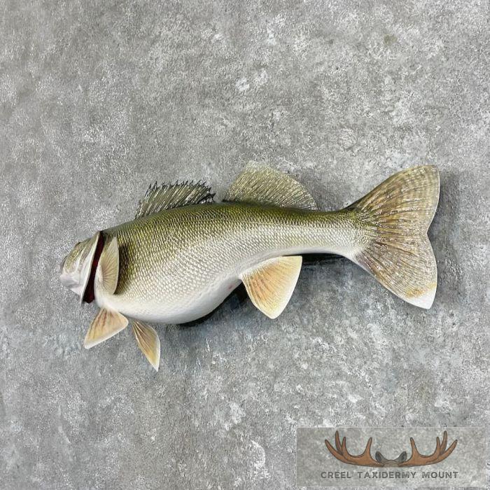 Walleye Taxidermy Fish Mount For Sale - Image 2