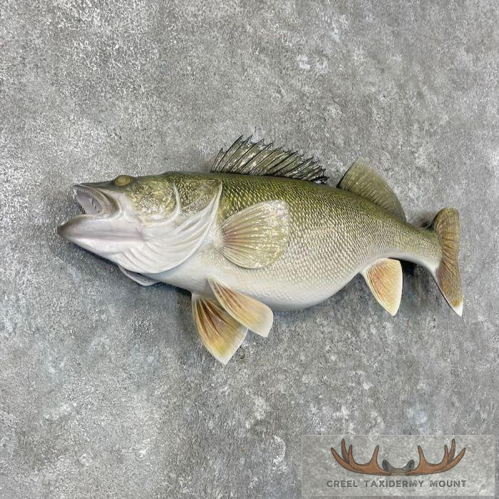 Walleye Taxidermy Fish Mount For Sale - Image 3
