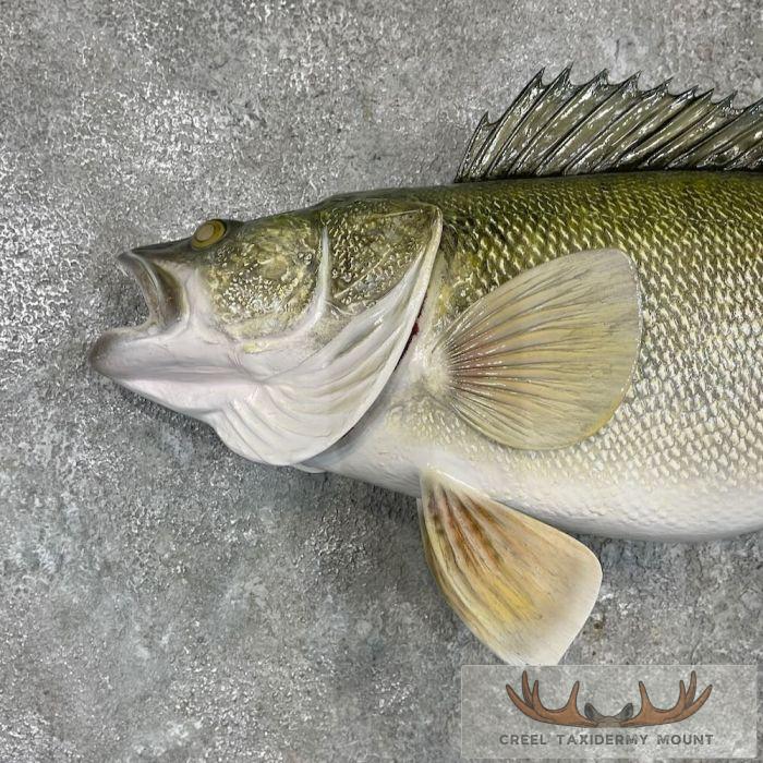 Walleye Taxidermy Fish Mount For Sale - Image 4
