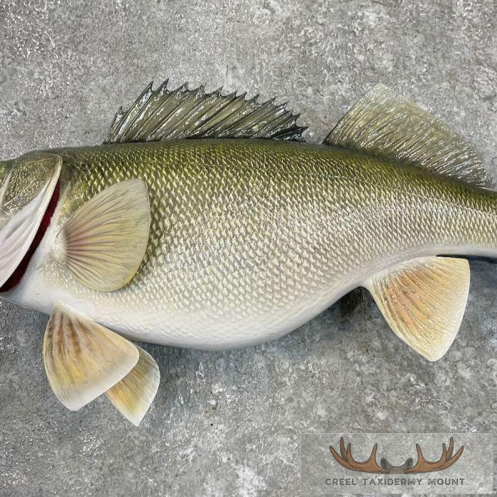 Walleye Taxidermy Fish Mount For Sale - Image 5
