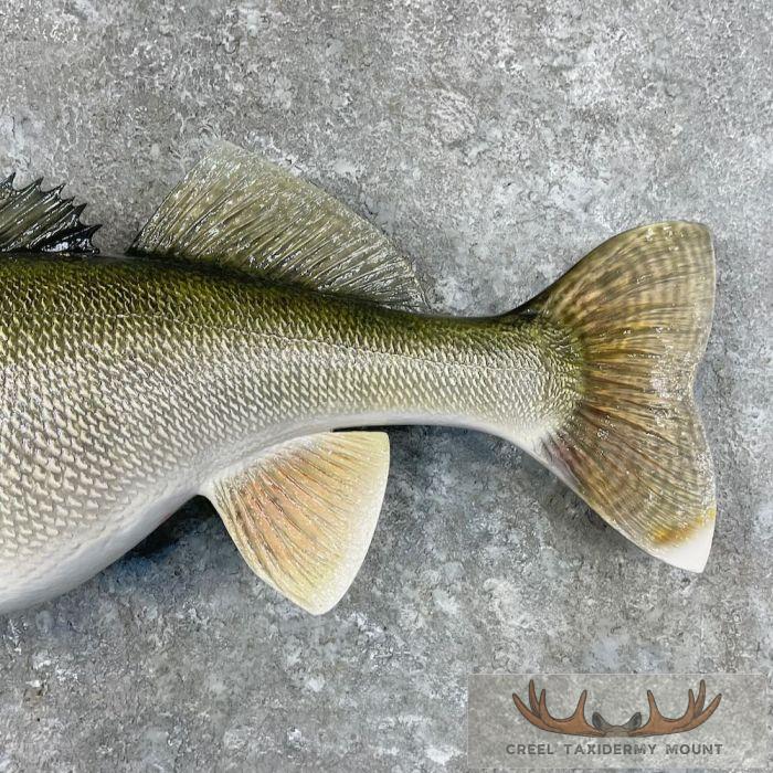 Walleye Taxidermy Fish Mount For Sale - Image 6