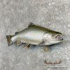 Coho Salmon Taxidermy Fish Mount For Sale - Image 2
