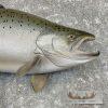 Coho Salmon Taxidermy Fish Mount For Sale - Image 4