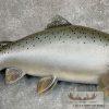Coho Salmon Taxidermy Fish Mount For Sale - Image 5