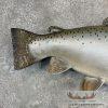Coho Salmon Taxidermy Fish Mount For Sale - Image 6