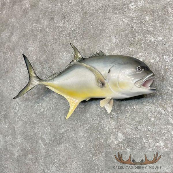 Crevalle Jack Taxidermy Fish Mount For Sale - Image 2