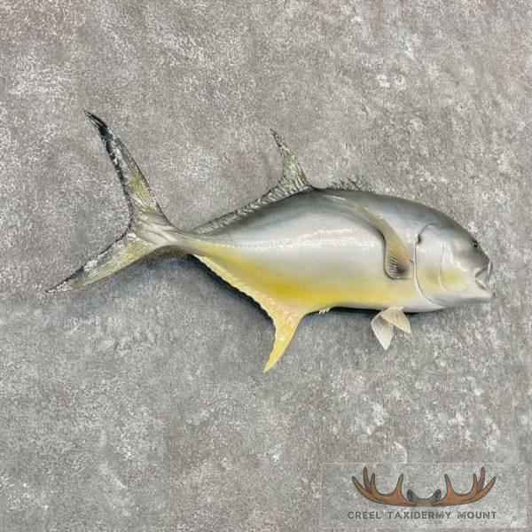 Crevalle Jack Taxidermy Fish Mount For Sale - Image 3