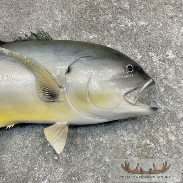 Crevalle Jack Taxidermy Fish Mount For Sale - Image 4