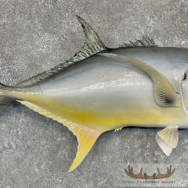 Crevalle Jack Taxidermy Fish Mount For Sale - Image 5