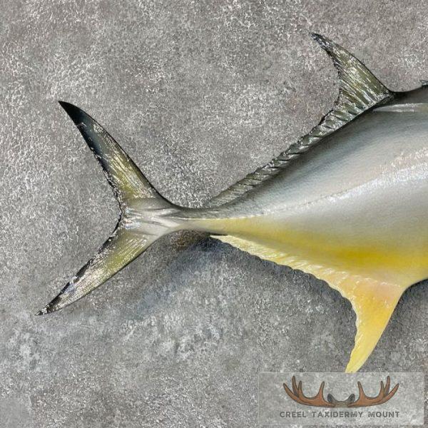Crevalle Jack Taxidermy Fish Mount For Sale - Image 6