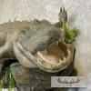 Alligator Life-Size Taxidermy Mount For Sale - Image 10